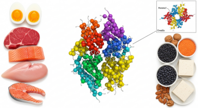 Alles über Proteine: Funktionen & Wirkung im Körper